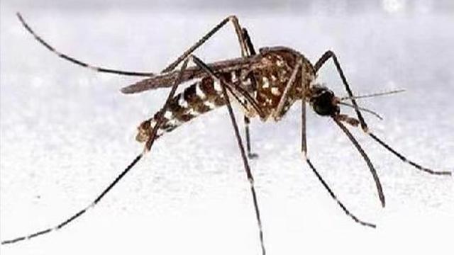新加坡2021年累计登革热确诊病例超2700例 已有一人死亡