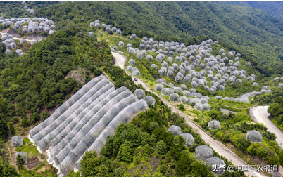 危险！又有人吃这种时令水果进急诊了！在国外竟卖到10元一颗？