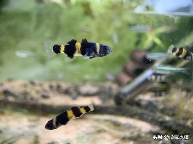 黄黑双间 | 经典热带虾虎——小蜜蜂