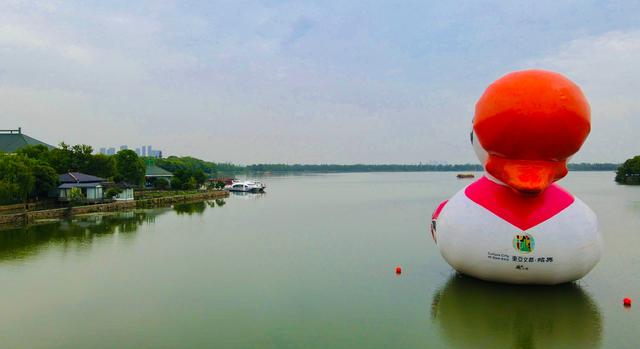 “绍兴贵客”光临武汉东湖，游客纷纷合影留恋