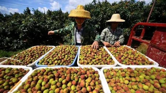 红红火火！今年超1.5万吨广东荔枝出口20多个国家和地区