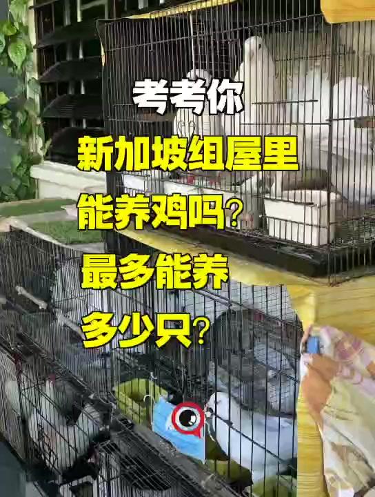 新加坡组屋里，居然能养鸡？