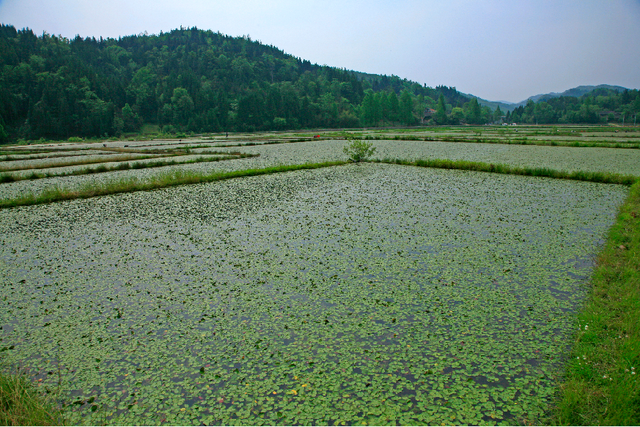 霸占石柱人夏天餐桌上的这道菜，你吃过吗？