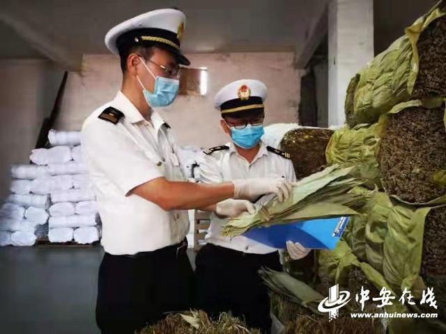 「我为群众办实事」黄山箬叶出口迎旺季 海关助力高效通关