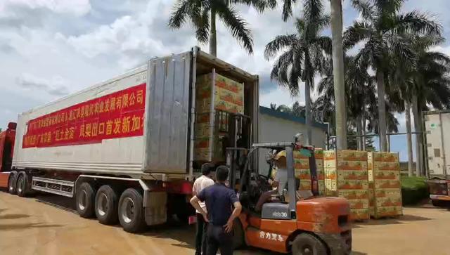 奔向新加坡，“红土金菠”出海又下一城