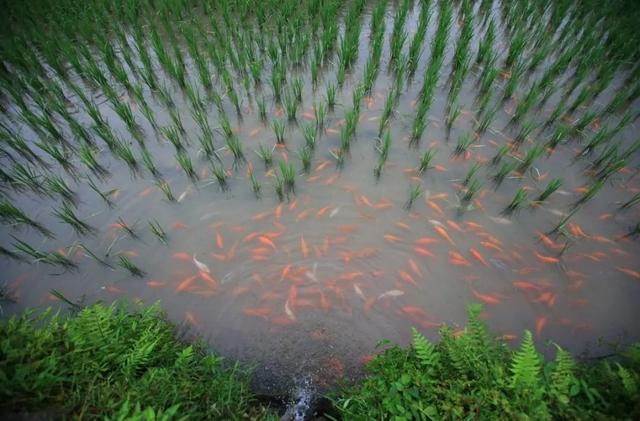 金生丽水绿更浓！生态产品价值实现机制的“丽水实践”