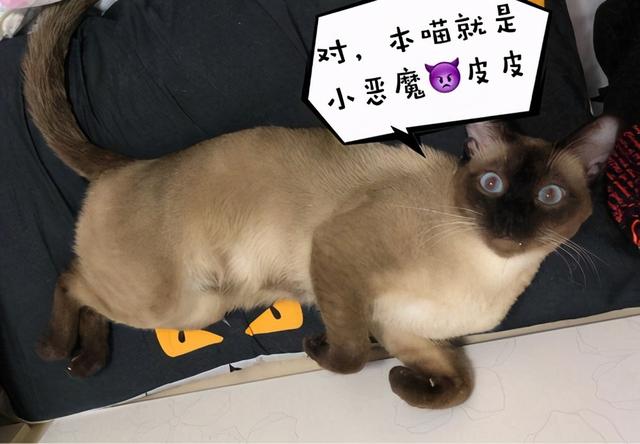 铲屎官你知道吗？你家的喵星人和汪星人，会偷偷地做这些动作哦