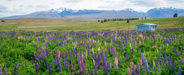 英澳新1+3顶级名校本科留学预备班各国家的优势是什么——新加坡