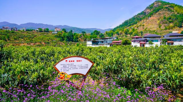 「乡村振兴」草场镇龙华村：念好“枇杷经”种好“摇钱树”