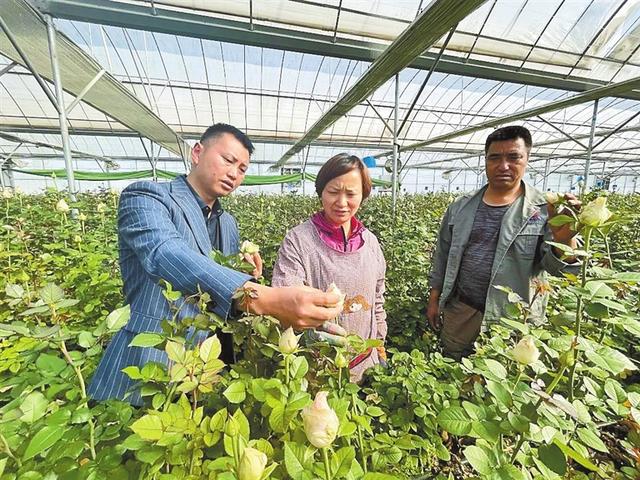 百名劳动者贺百年丨张良：让芬芳玫瑰润泽花农生活