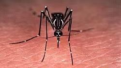 给伊蚊做绝育 新加坡试验区内登革热病例有所减少