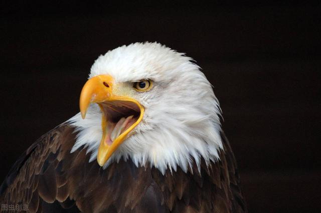 彭博社全球抗疫排名，为什么美国位列第一？