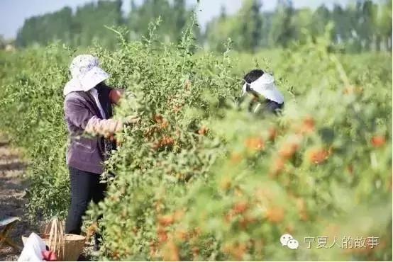 讲述张金山：宁夏红枸杞产业集团董事长（耕耘与收获）