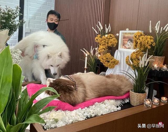 宠物也能“风光大葬”新加坡宠物葬礼需求大增