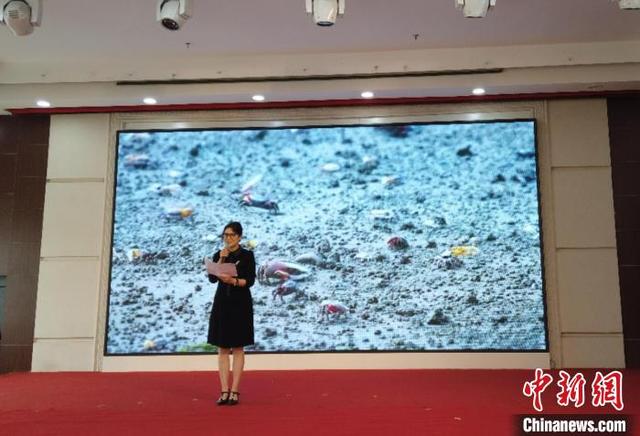 以鹭为缘 两岸婚姻家庭山海之间书写“姻缘佳话”
