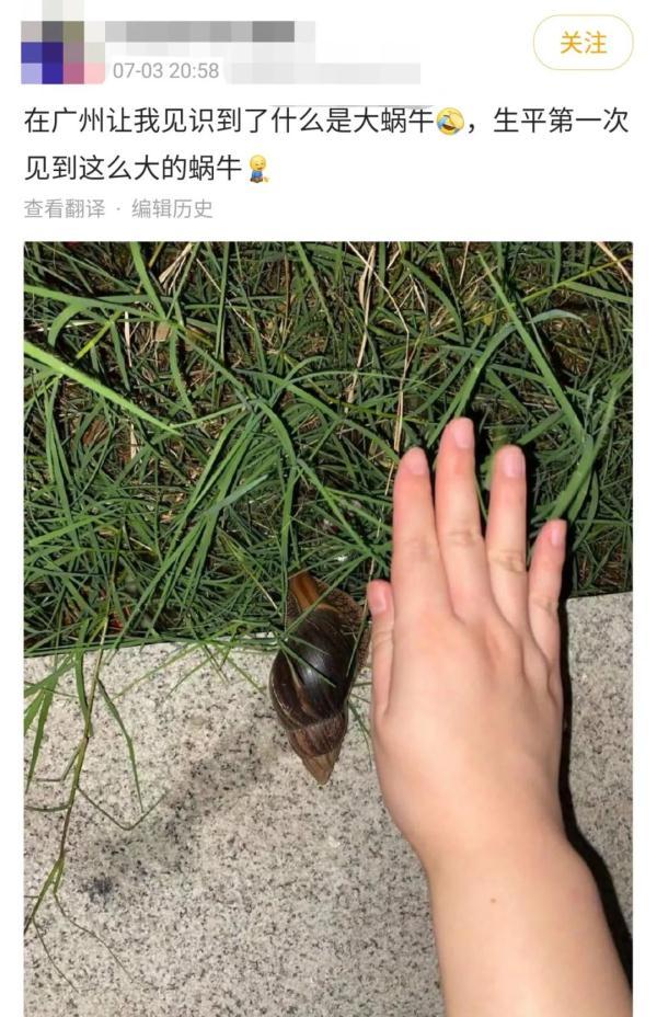 注意！广东雨后出现的这种大蜗牛，千万别碰