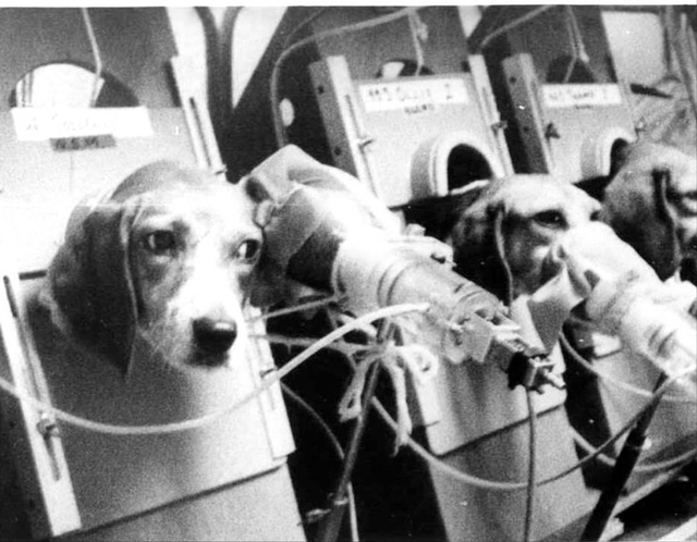 为证明吸烟无害，英国烟草公司让狗每天吸30支烟，三年后结果如何