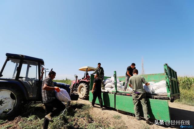 甘州彩色胡萝卜成熟 首批发往泰国