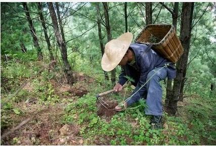 登上奥运的云南白药，创始人因药而死，其妻子独守秘方交给新中国