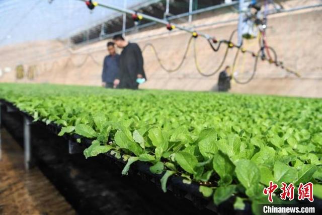 甘肃甘州戈壁“菜篮子”频拓海外市场 冀打造农业产业集群