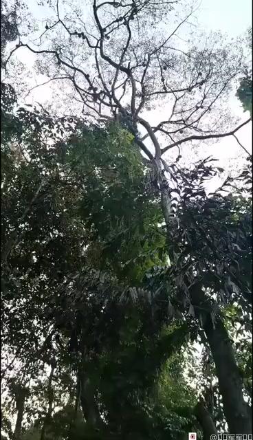 守株待“榴莲”的新加坡人，为了吃上这口真不容易