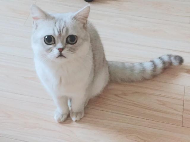 猫咪怎么吃都吃不胖？科学增肥指南了解一下