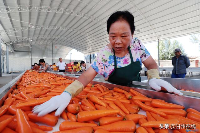 甘州彩色胡萝卜成熟 首批发往泰国