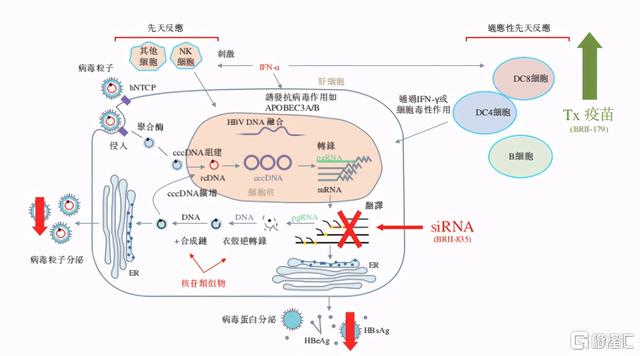 腾盛博药-B：IPO定价区间确认，传染病领域创新者即将上市