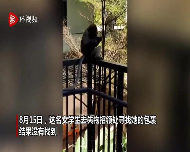 新加坡猴子趁学生睡着闯入大学宿舍偷食物和包裹