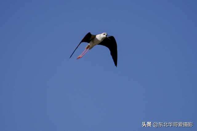 漂亮的小精灵 长脚鹬