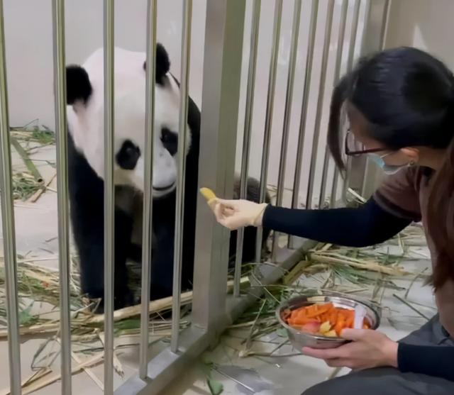 旅新加坡大熊猫七夕诞下首只宝宝 李显龙：想见