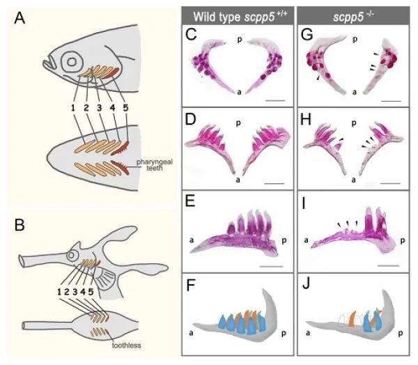 海龙科鱼类适应与进化研究获进展