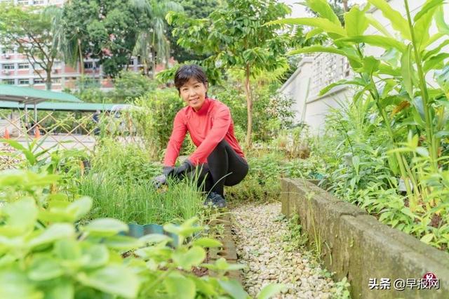 新加坡公寓里种菜是啥体验？