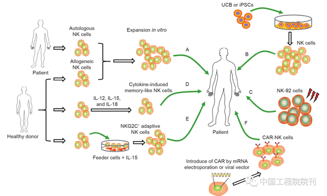基于自然杀伤细胞的癌症免疫疗法研究进展与前景