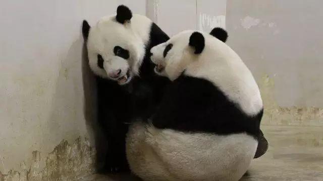 重磅喜讯！新加坡迎来首个大熊猫宝宝，李显龙总理发文恭贺