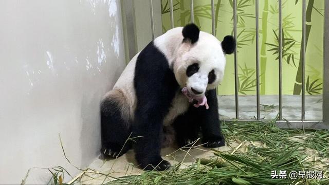 为陪伴熊猫幼崽，初为父母的嘉嘉凯凯或可在新加坡多呆两年