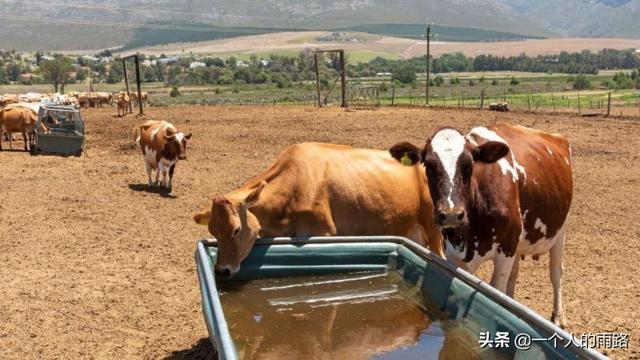 送房送钱送母牛……国外奖励夺得奖牌的运动员