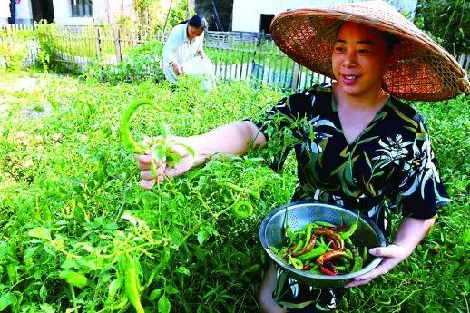 深读丨无辣不欢，辣椒凭啥征服湖南人