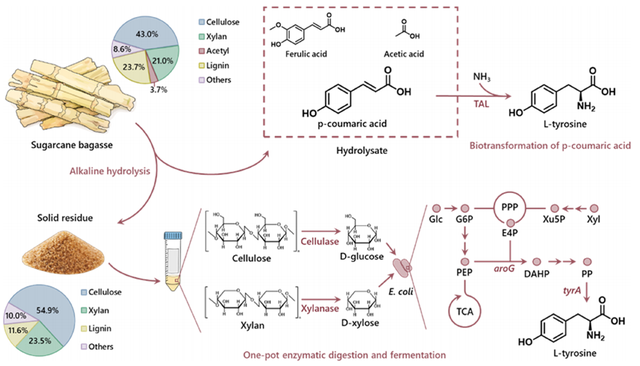 ACS Sustain. Chem. Eng.｜甘蔗渣生产L-酪氨酸的集成工艺