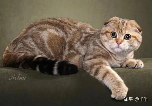 这些最适合家养的猫，你家的喵星人有上榜吗？