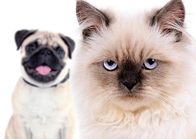 世界上现存猫咪的品种有多种，名称各异，猫咪有哪些品种及名称