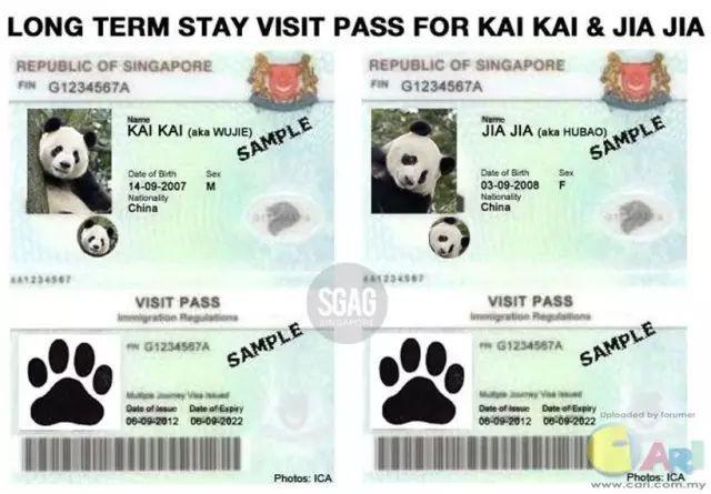 重磅喜讯！新加坡迎来首个大熊猫宝宝，李显龙总理发文恭贺