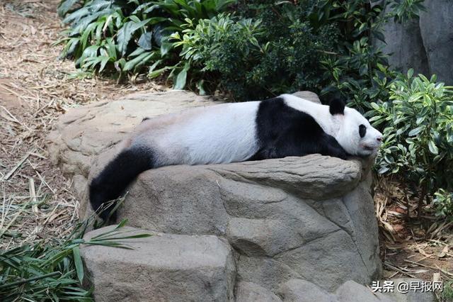 为陪伴熊猫幼崽，初为父母的嘉嘉凯凯或可在新加坡多呆两年