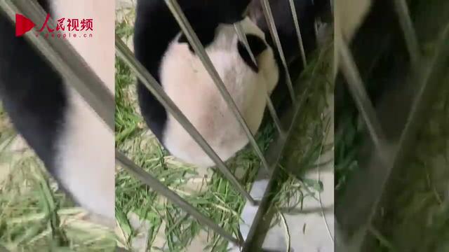 旅居新加坡大熊猫“沪宝”首次产崽 重约200克