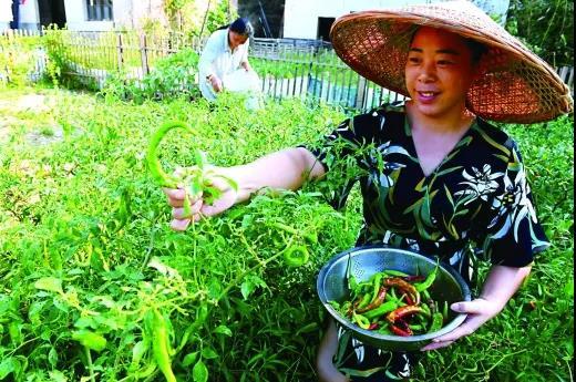 无辣不欢，辣椒凭啥征服湖南人