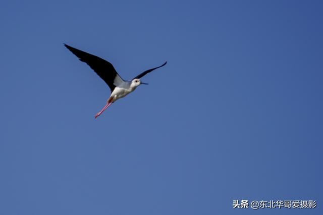 漂亮的小精灵 长脚鹬