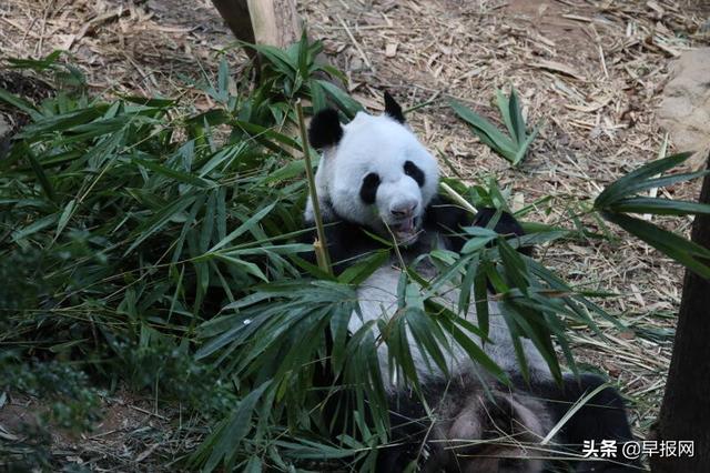 为陪伴熊猫幼崽，初为父母的嘉嘉凯凯或可在新加坡多呆两年