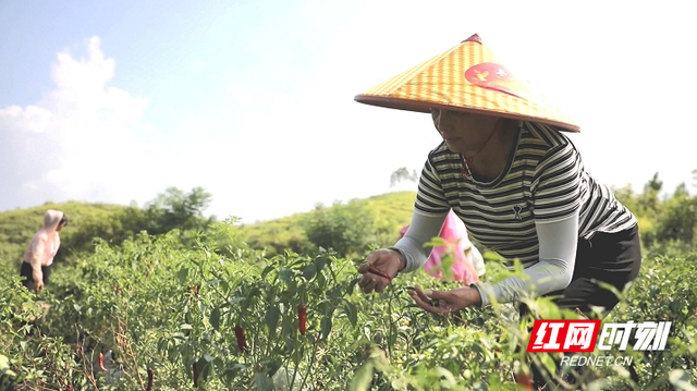 新田三味辣椒：立秋开采 产销双提升