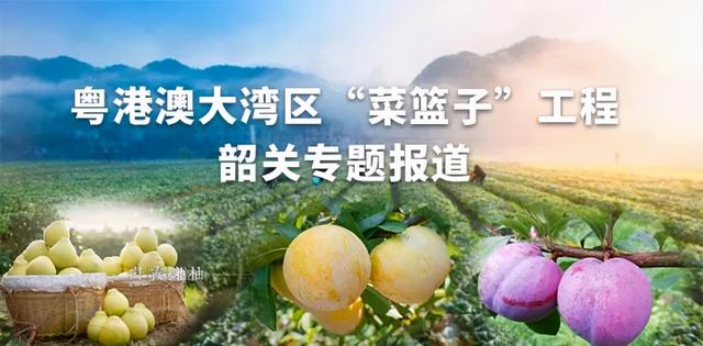 送服务上门｜走访曲江区3家粤港澳大湾区菜篮子生产基地