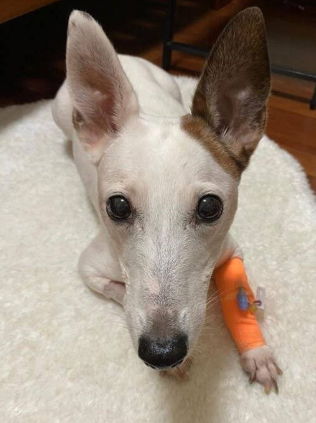 新加坡女士不满宠物火化公司处理欠妥 女律师报警求助